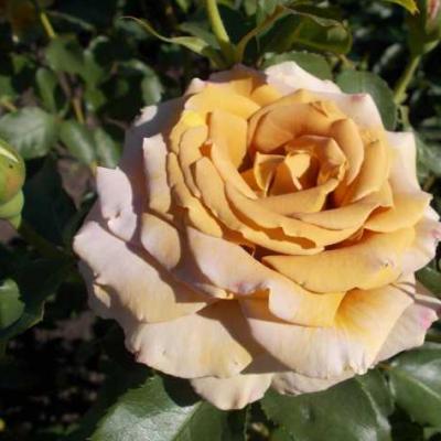 Роза Хани Дижон
