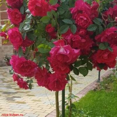 Роза штамбовая Аделаида Худлесс