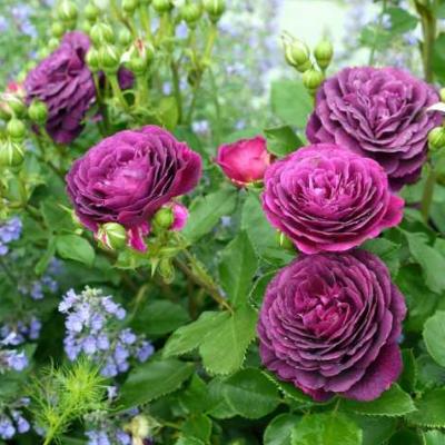Роза штамбовая Эбб Тайд