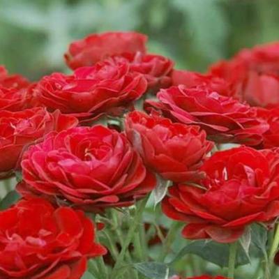 Роза штамбовая Лаваглут