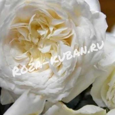 Роза Шилаби